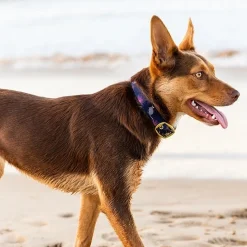 Anipal Billie The Bilby Brass & 100% Recycled Dog Collar Hot