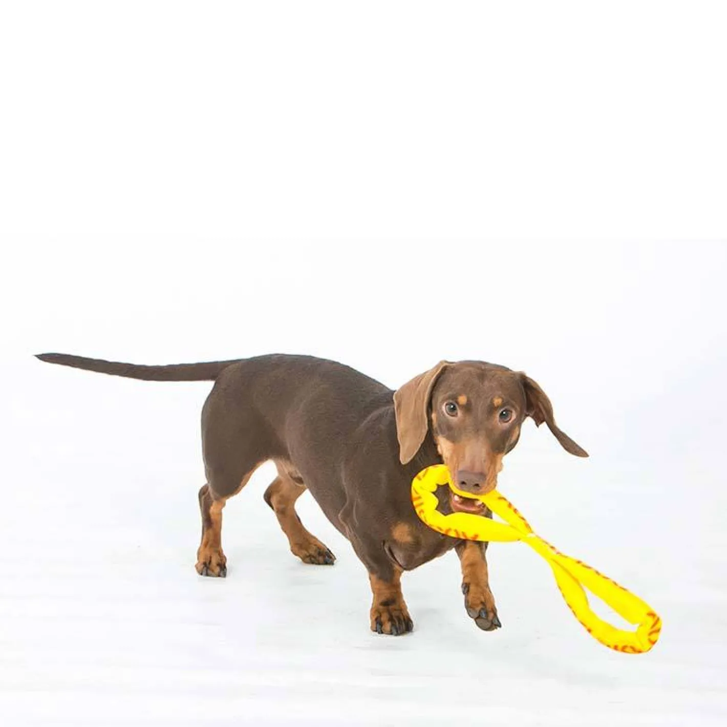 Aussie Dog Eightathong Floating Tug Dog Toy - Medium Sale