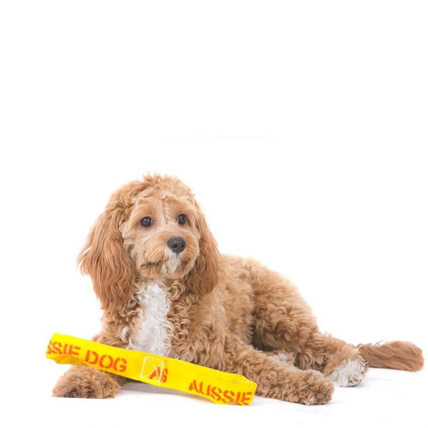 Aussie Dog Eightathong Floating Tug Dog Toy - Medium Sale