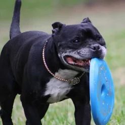 Aussie Dog Flying Disc Fetch Dog Toy - Blue Soft Frisbee New