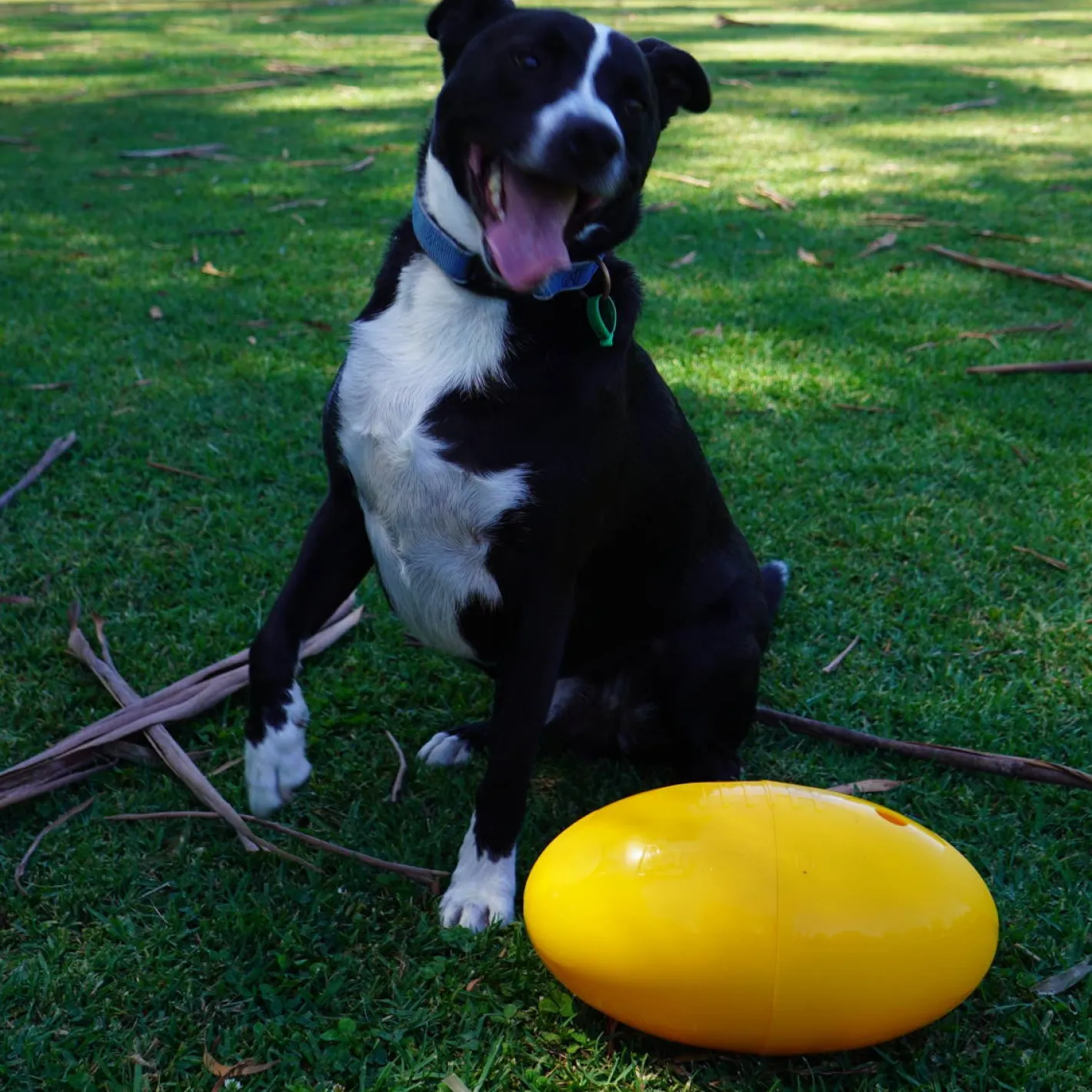 Aussie Dog Footy Feeder Treat Dispensing Dog Toy Hot