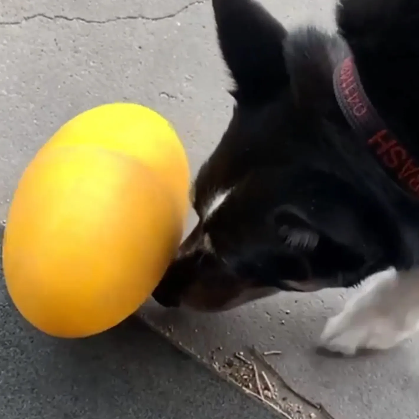 Aussie Dog Footy Feeder Treat Dispensing Dog Toy Hot