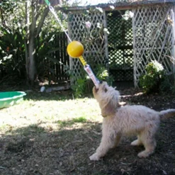 Aussie Dog Home Alone Hanging Treat Dispensing Dog Toy - Small New