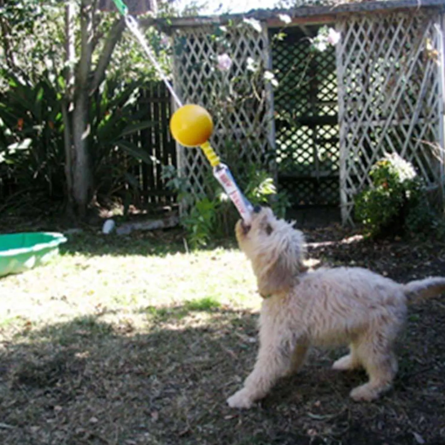 Aussie Dog Home Alone Hanging Treat Dispensing Dog Toy - Small New
