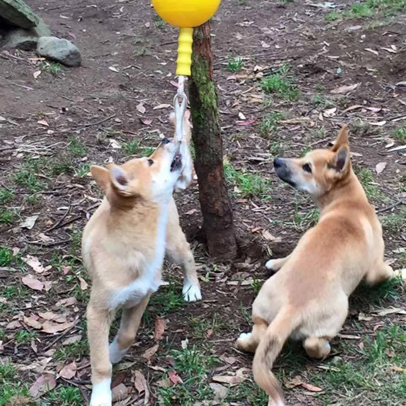 Aussie Dog Home Alone Hanging Treat Dispensing Dog Toy - Large Fashion