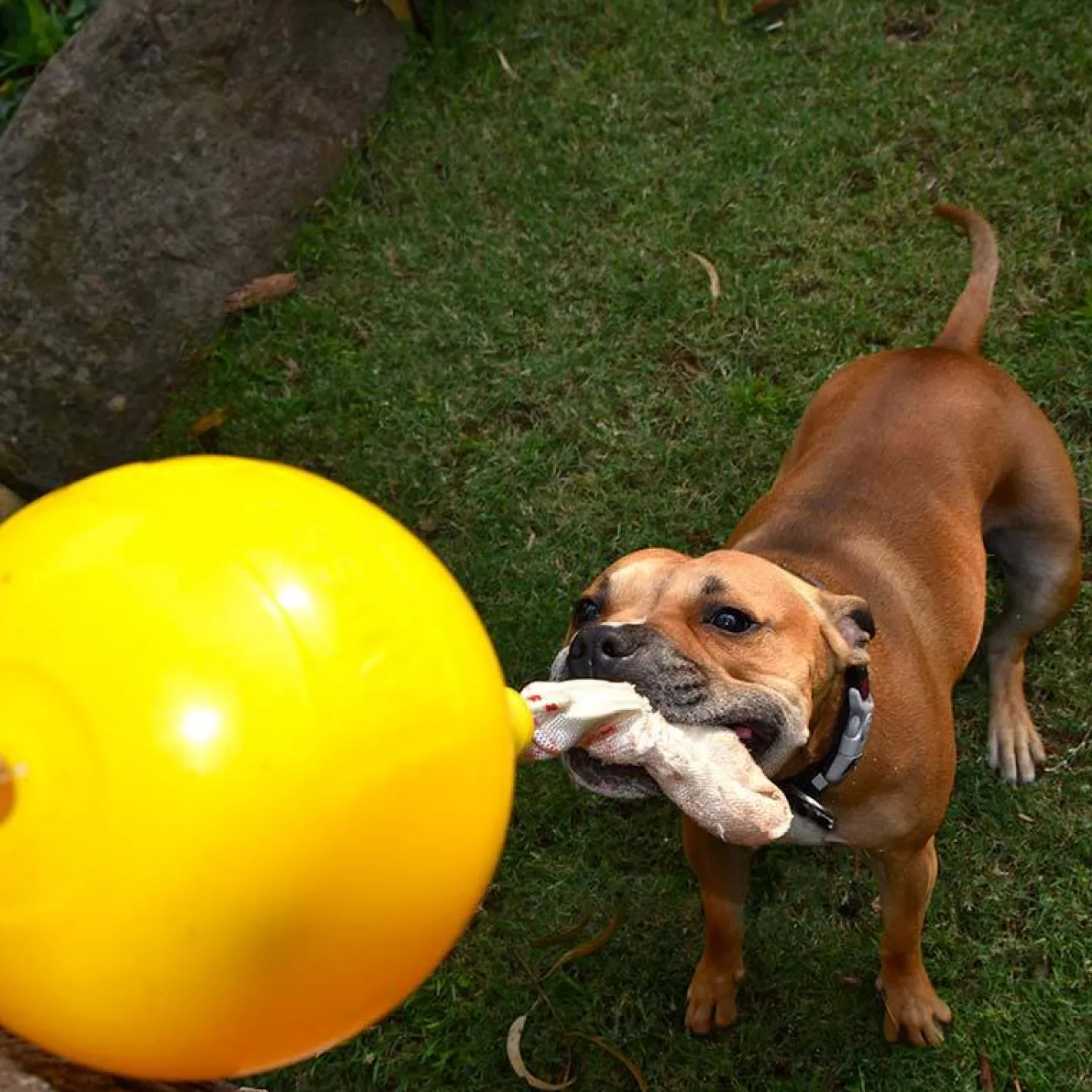 Aussie Dog Home Alone Hanging Treat Dispensing Dog Toy - Large Fashion