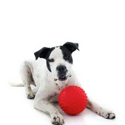 Aussie Dog Mitch Tough Rubber Dog Ball - Hard Red Sale