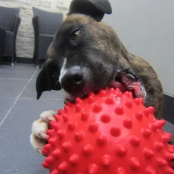Aussie Dog Mitch Tough Rubber Dog Ball - Hard Red Sale