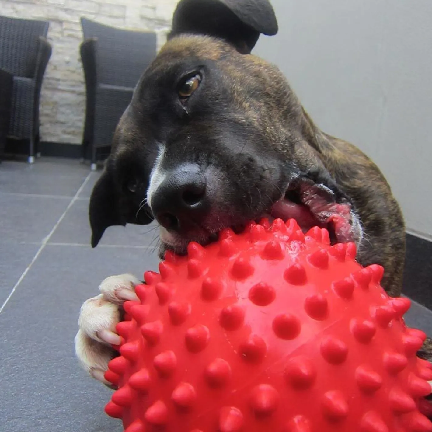 Aussie Dog Mitch Tough Rubber Dog Ball - Hard Red Sale