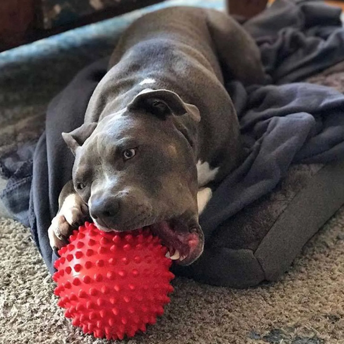Aussie Dog Mitch Tough Rubber Dog Ball - Hard Red Sale