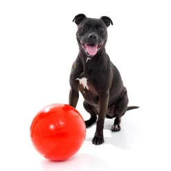 Aussie Dog Staffie Ball - Extra Tough Large Rattle Dog Toy Outlet