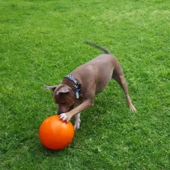 Aussie Dog Staffie Ball - Extra Tough Large Rattle Dog Toy Outlet