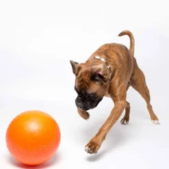 Aussie Dog Staffie Ball - Extra Tough Large Rattle Dog Toy Outlet