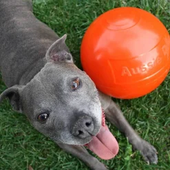 Aussie Dog Staffie Ball - Extra Tough Large Rattle Dog Toy Outlet