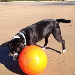 Aussie Dog Staffie Ball - Extra Tough Large Rattle Dog Toy Outlet