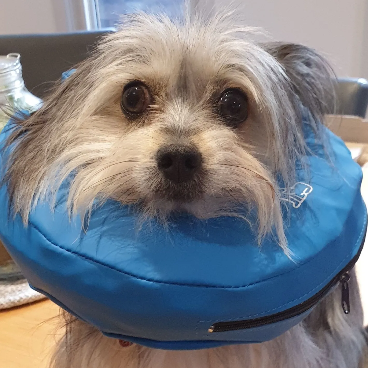 Buster Inflatable Medical Post Surgery Protective Nylon Pet Collar for Cats & Dogs Fashion