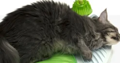 Catit Senses 2.0 Wellness Centre for Cats with Catnip Best
