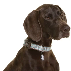 Doog Neoprene Clip Dog Collar - Benji - Aqua Blue & Brown Chevron Outlet