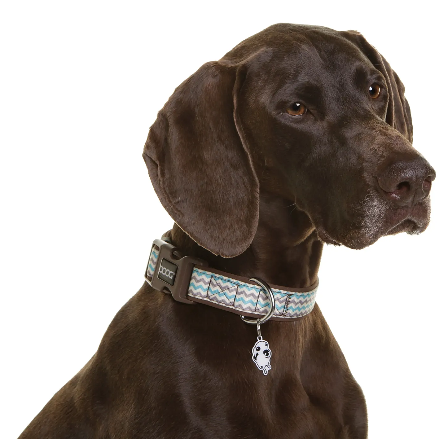 Doog Neoprene Clip Dog Collar - Benji - Aqua Blue & Brown Chevron Outlet