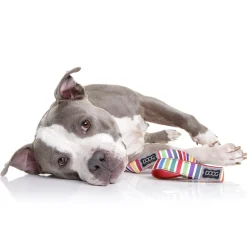 Doog Neoprene Dog Lead - Scooby - Candy Stripes Hot