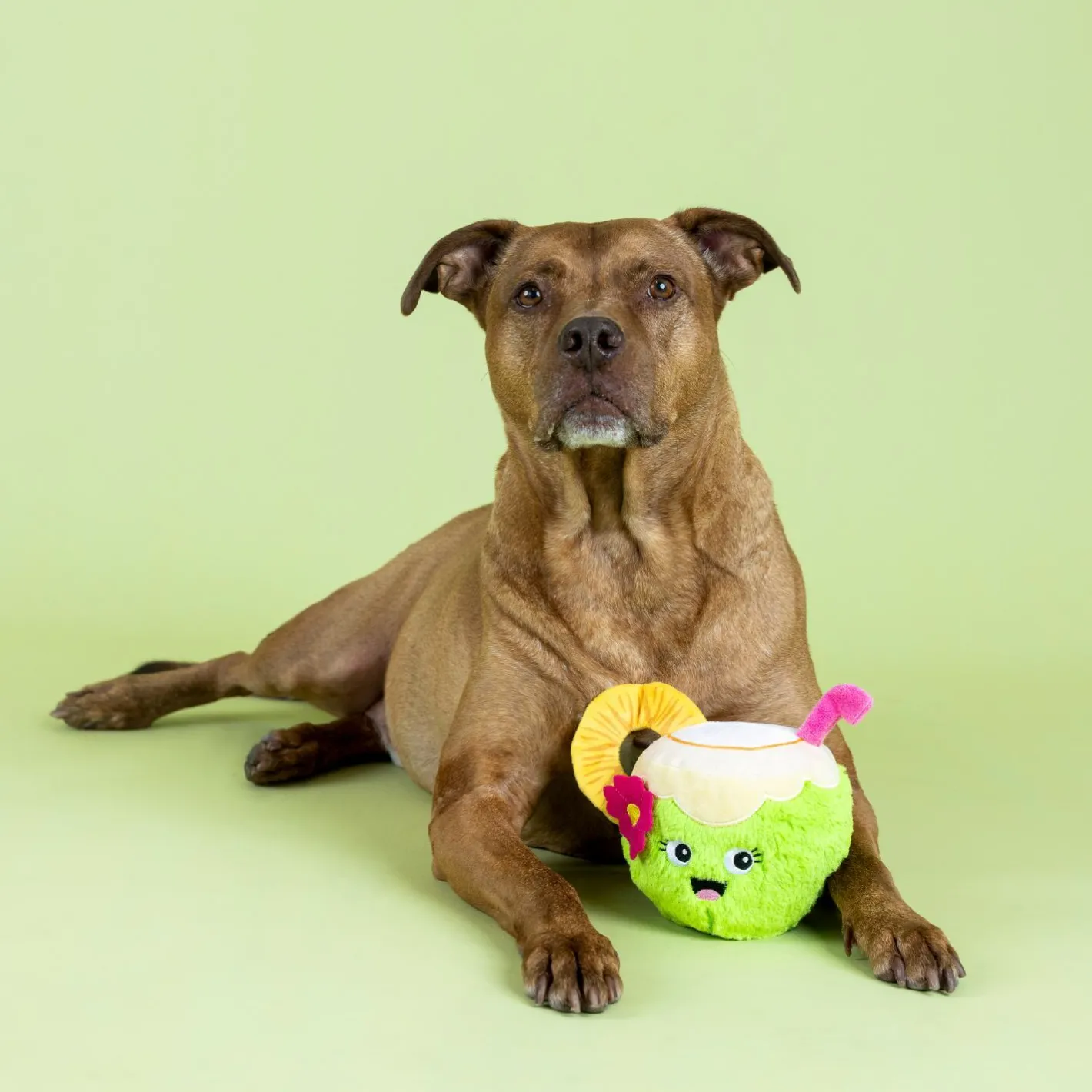 Fringe Studio Coc-nuts About You Plush Dog Toy Discount