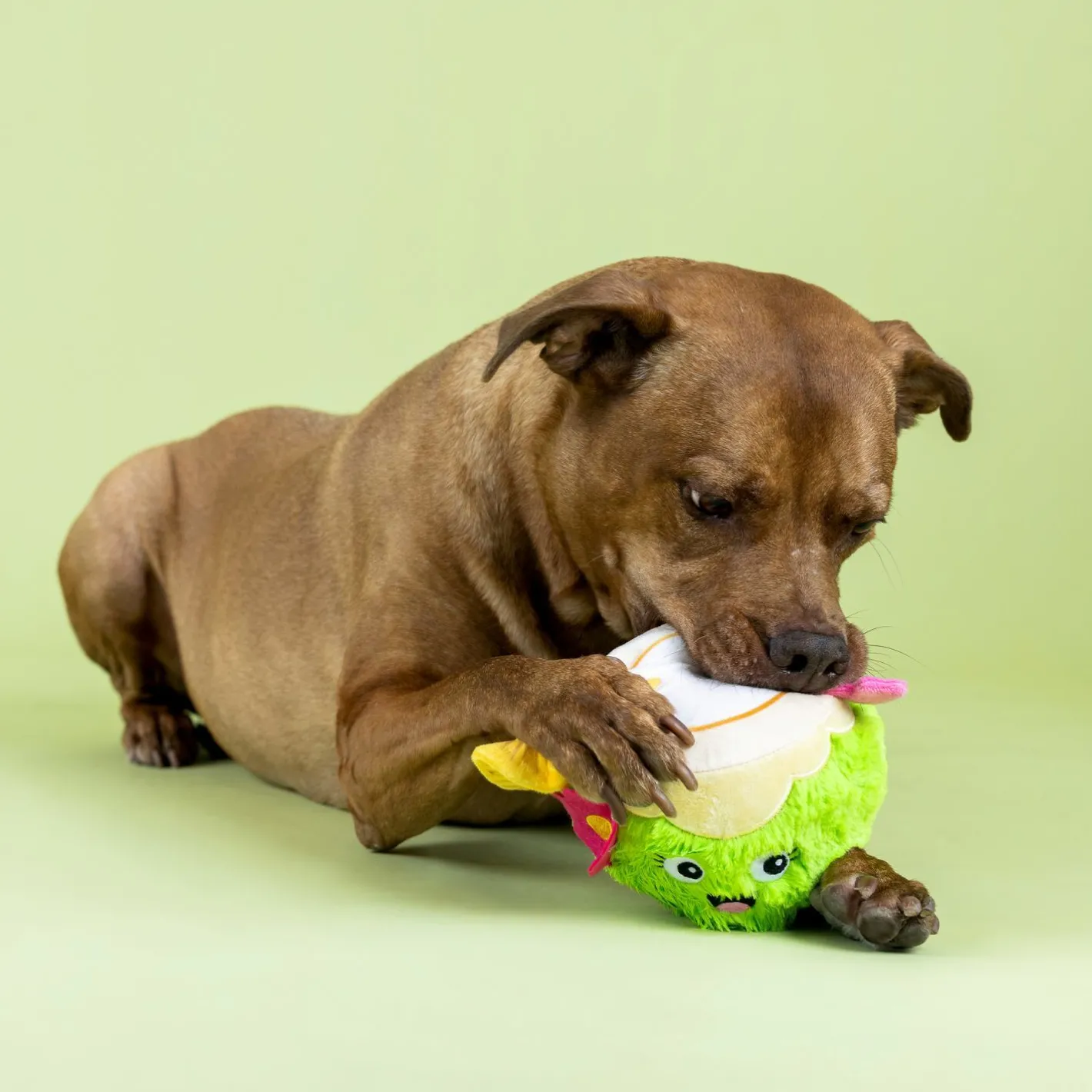 Fringe Studio Coc-nuts About You Plush Dog Toy Discount