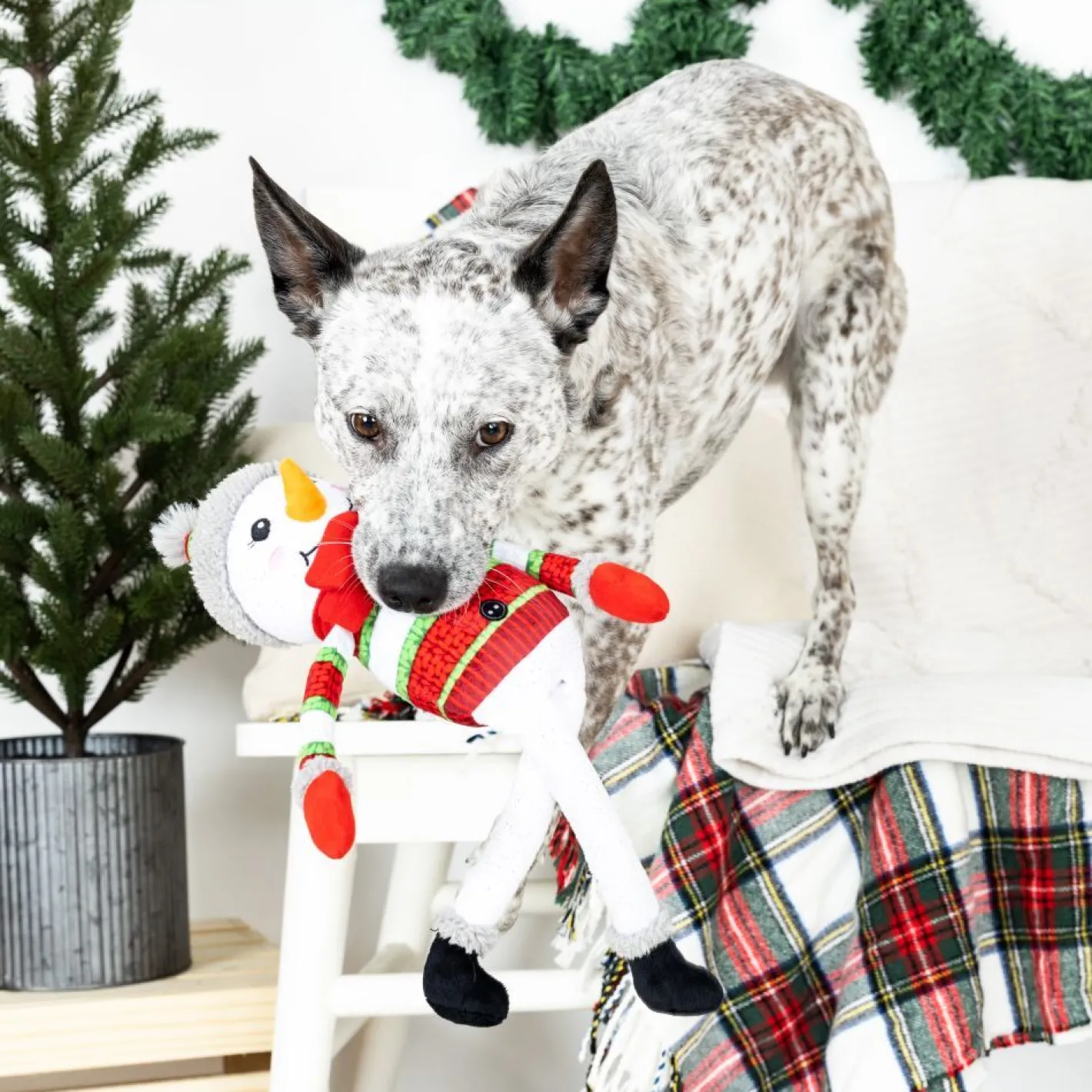 Fringe Studio Too Cute To Chill Plush Squeaker Extra Long Christmas Dog Toy Best