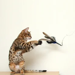 Go Cat Da Bird Original Swivel Cat Feather Teaser Online