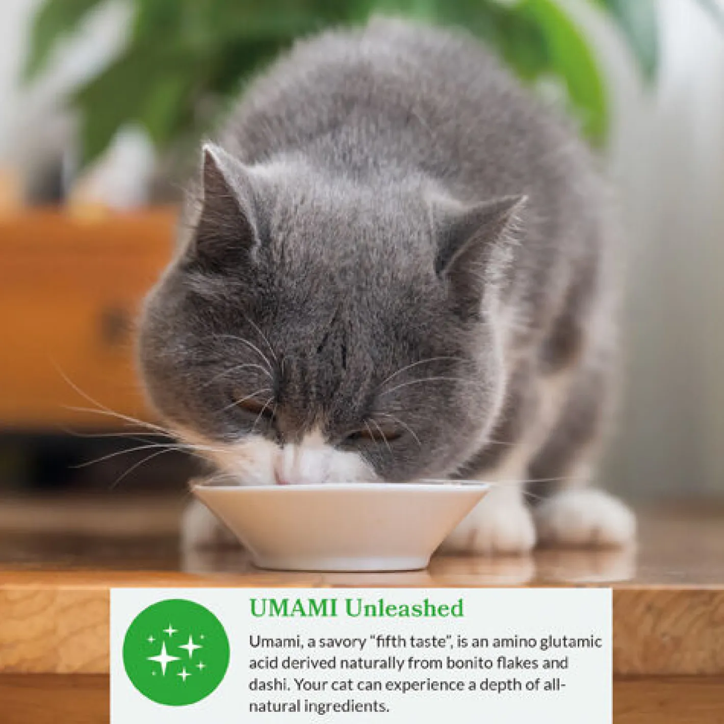 Inaba Cat Food Dashi Delights Chicken in Dashi Broth - 6 x 70g Cups Best