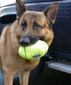 KONG AirDog Squeaker Football Non-Abrasive Fetch Dog Toy Sale