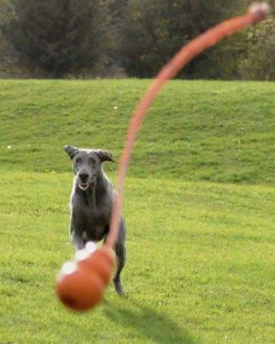 KONG Aqua Classic Shape Fetch Dog Toy on a Rope Online