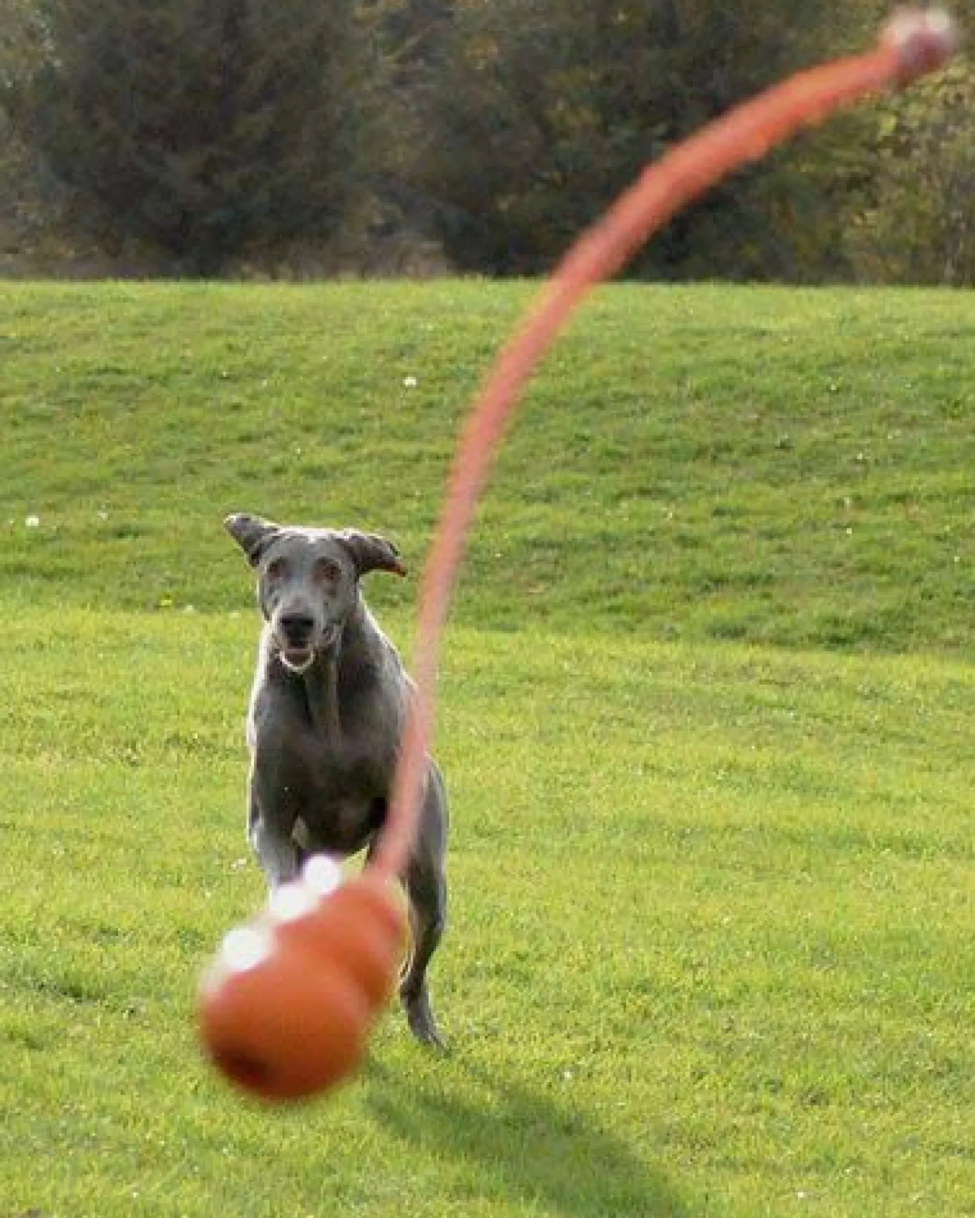KONG Aqua Classic Shape Fetch Dog Toy on a Rope Online