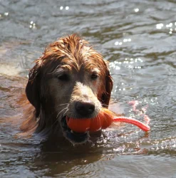 KONG Aqua Classic Shape Fetch Dog Toy on a Rope Online