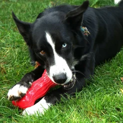 KONG Beezles Dog Tug Toy in Assorted Colours Best