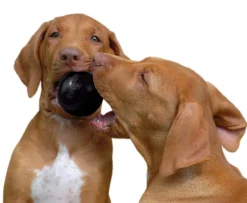 KONG Classic Extreme Black Interactive Dog Toy - for Tough Dogs! New