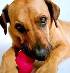 KONG Classic Red Stuffable Non-Toxic Fetch Interactive Dog Toy Best
