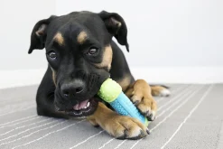KONG CoreStrength Multilayered Textured Dog Toy - Bone Shape Best