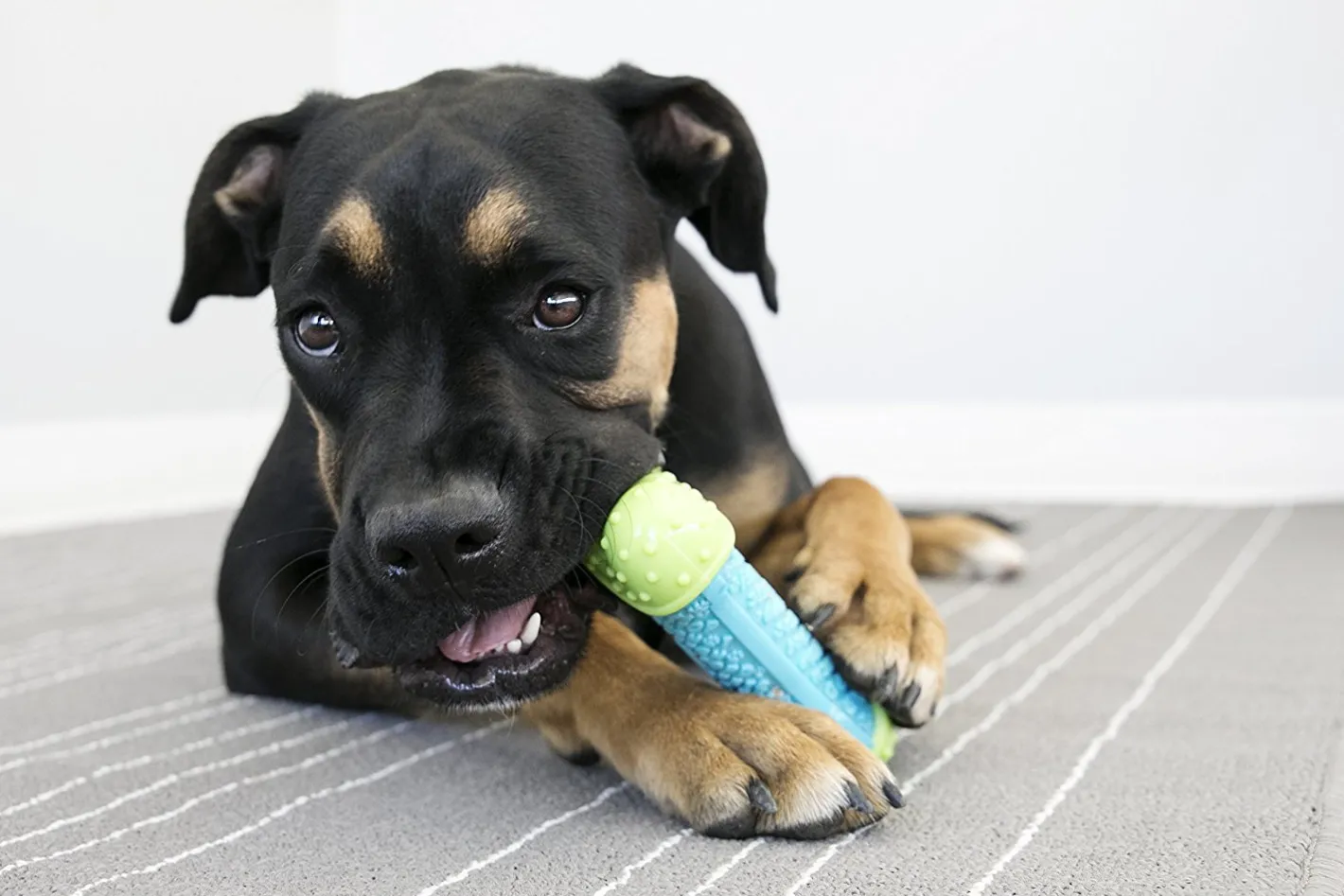 KONG CoreStrength Multilayered Textured Dog Toy - Bone Shape Best