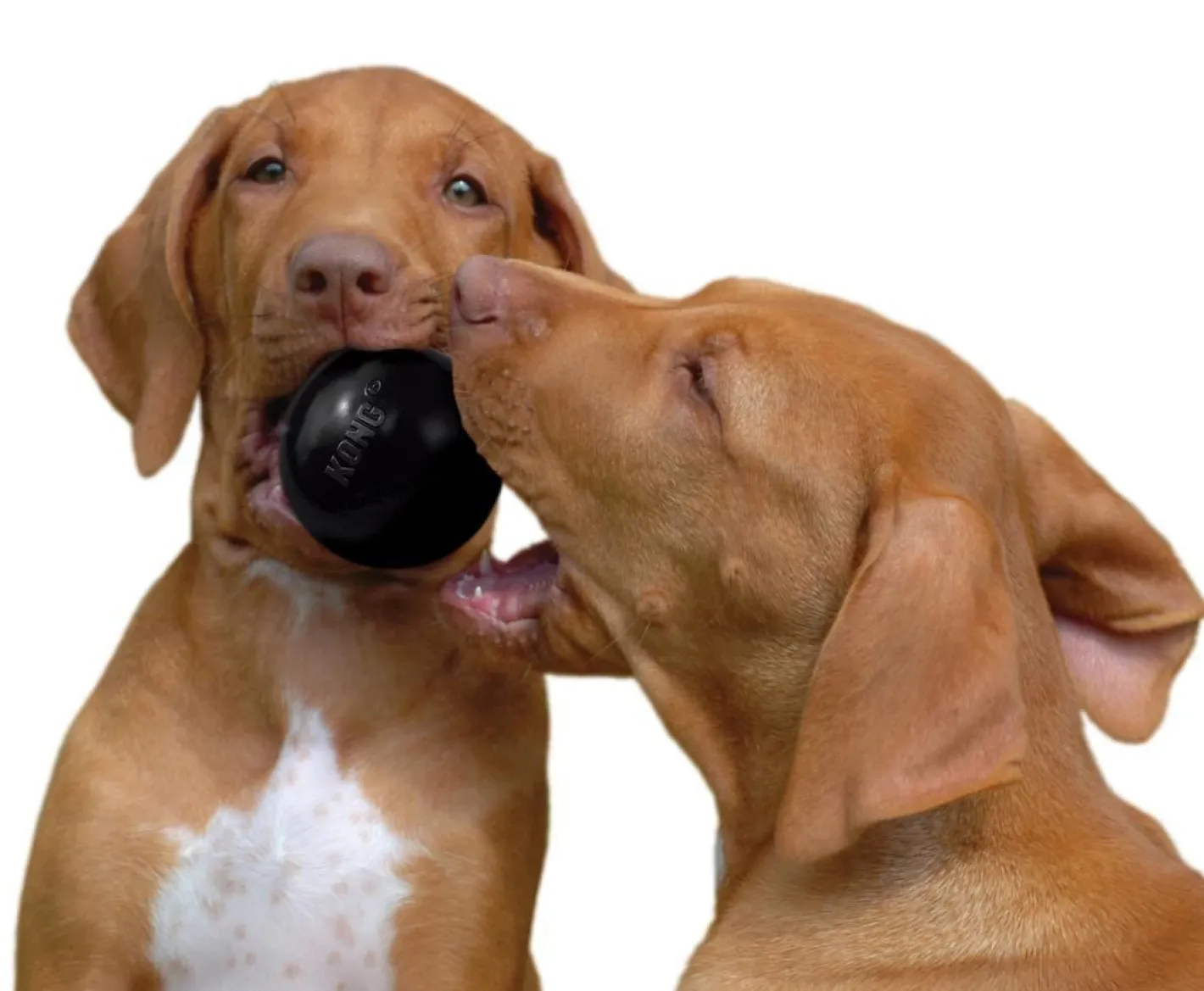 KONG Extreme Non-Toxic Rubber Fetch Ball for Tough Dogs Fashion