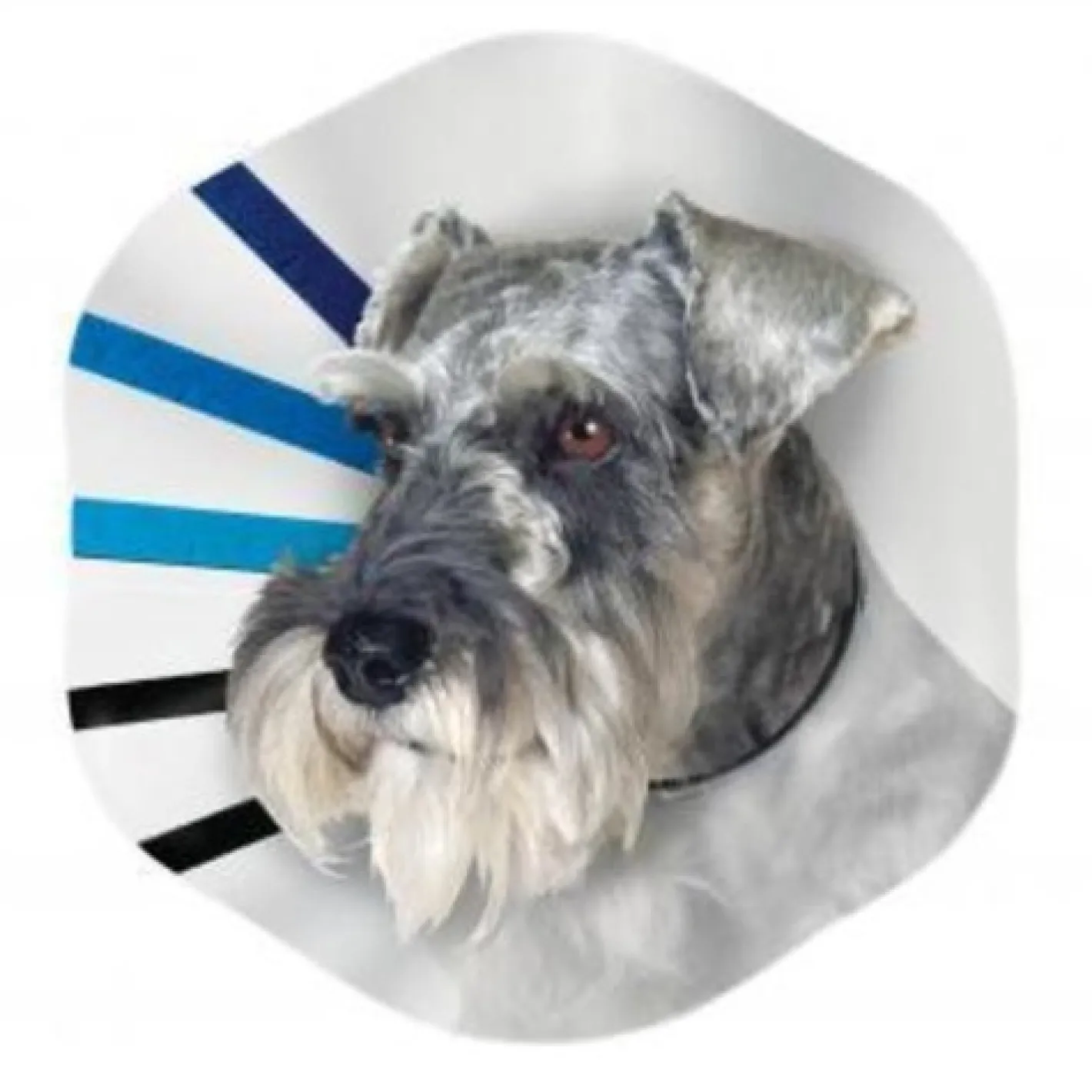 KONG EZ Clear Elizabethan Medical Collar for Cats & Dogs Clearance