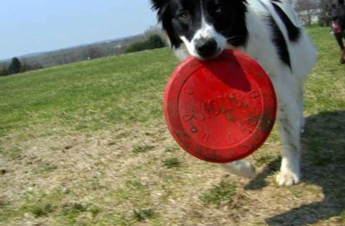 KONG Flyer Frisbee Classic Red Non-Toxic Rubber Fetch Dog Toy Discount