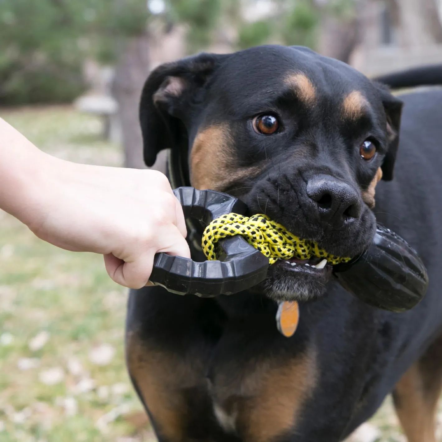 KONG Jaxx Braided Tug Tough Large Interactive Dog Toy New