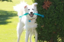 KONG Safestix Stick Alternative Fetch Stick Dog Toy Discount