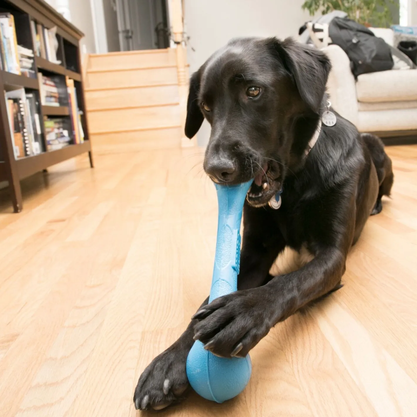 KONG Squeakstix - Toss and Fetch Squeaker Safe Stick Dog Toy - Medium Fashion