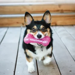 KONG Squeezz Crackle Textured Glitter Bone Dog Toy in Assorted Colours Outlet
