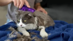 KONG ZoomGroom Silicone Cleaning Brush for Cats Fashion