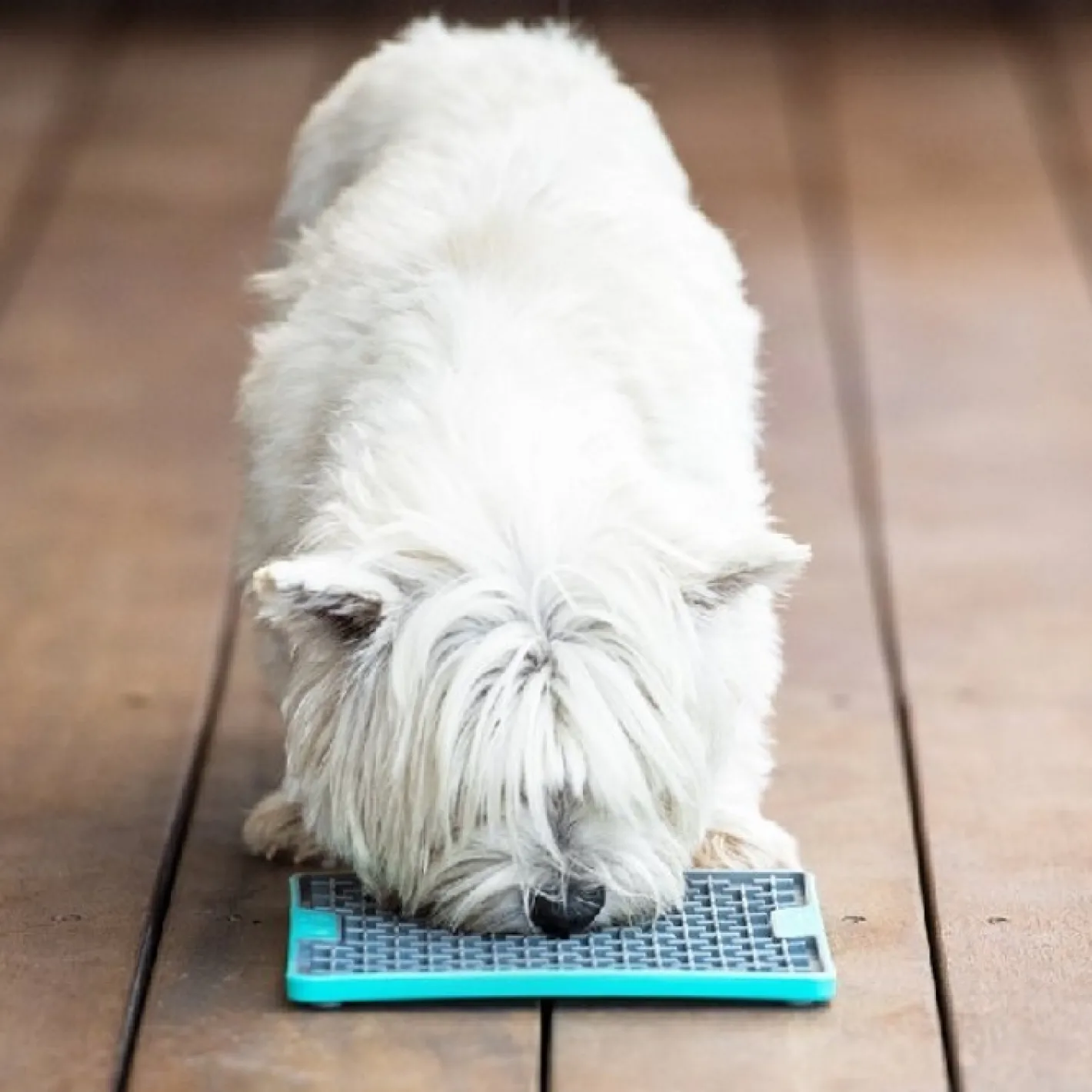 Lickimat Buddy Tuff Slow Food Bowl Anti Anxiety Licking Mat for Dogs Outlet