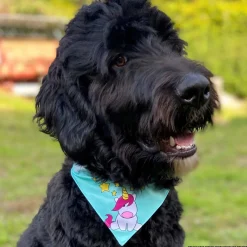 Max & Molly Bandana for Cats & Dogs - Kiwi Discount