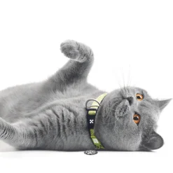 Max & Molly Smart ID Cat Collar - Kiwi Fashion