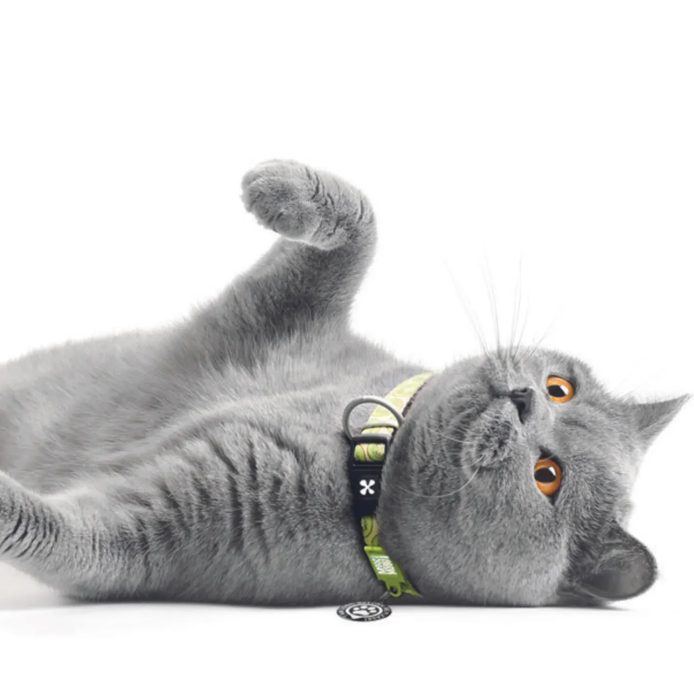 Max & Molly Smart ID Cat Collar - Kiwi Fashion